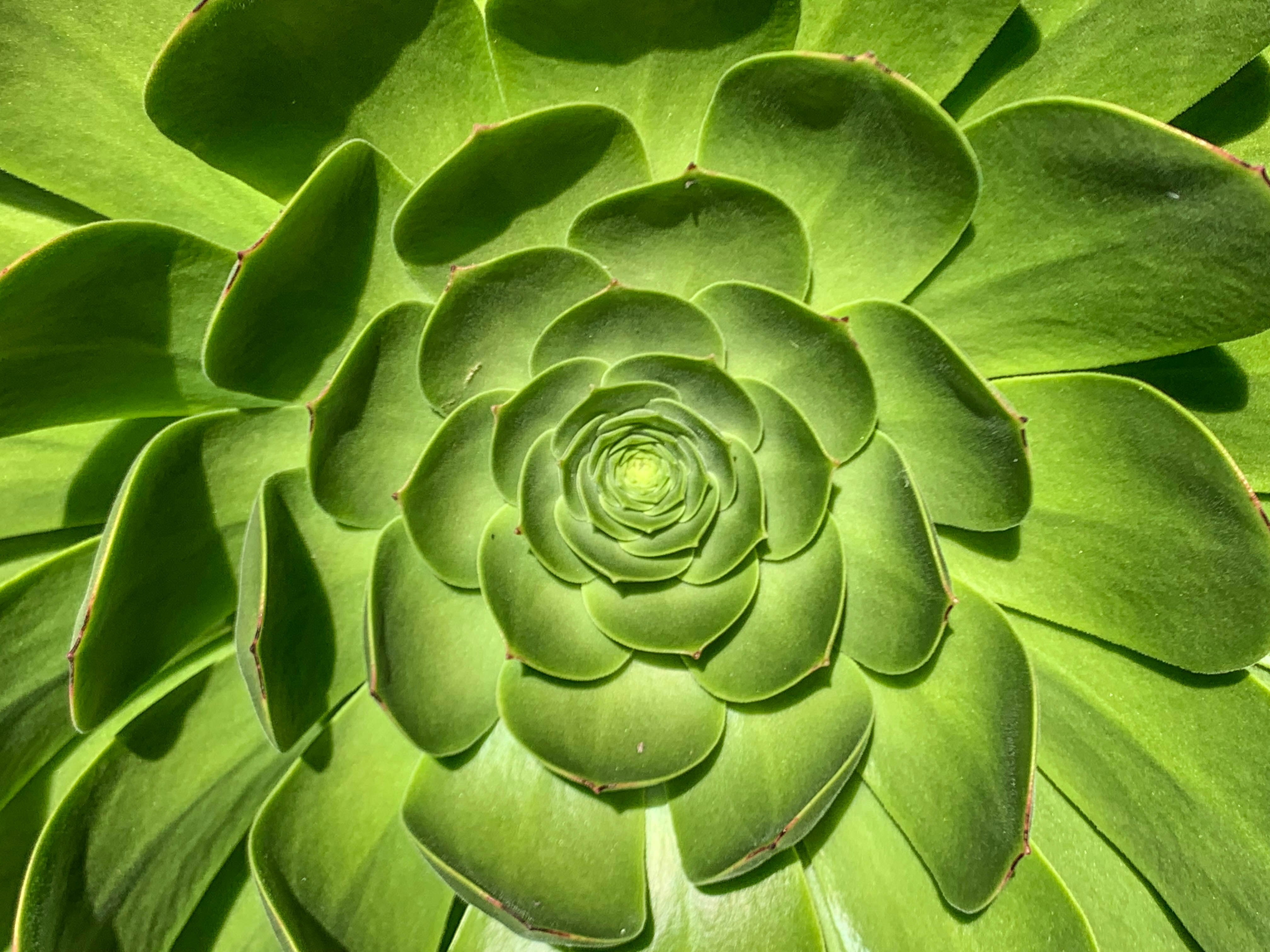 green succulent plant